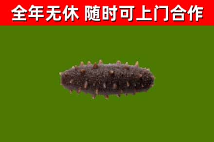 滨州烟酒回收干海参.jpg